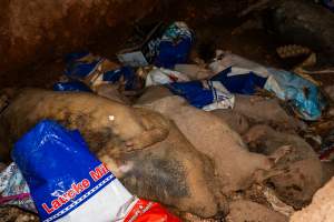 Dead pigs in a trench - Investigators discovered a large trench full of pig corpses and rubbish, in a clearing adjacent to Brownlow Piggery's grower site. - Captured at Brownlow Piggery - Grower Site, Brownlow SA Australia.