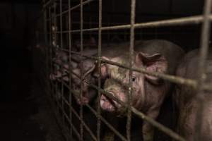 Grower pigs - Captured at Brownlow Piggery - Grower Site, Brownlow SA Australia.