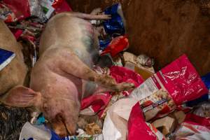 Dead pigs in a trench - Investigators discovered a large trench full of pig corpses and rubbish, in a clearing adjacent to Brownlow Piggery's grower site. - Captured at Brownlow Piggery - Grower Site, Brownlow SA Australia.