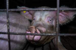 Sow's face through bars of group pen - Captured at Brownlow Piggery - Breeder Site, Brownlow SA Australia.