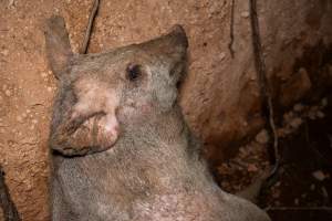 Dead pigs in a trench - Investigators discovered a large trench full of pig corpses and rubbish, in a clearing adjacent to Brownlow Piggery's grower site. - Captured at Brownlow Piggery - Grower Site, Brownlow SA Australia.