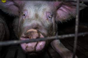Sow's face through bars of group pen - Captured at Brownlow Piggery - Breeder Site, Brownlow SA Australia.