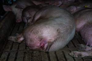 Sow with small prolapse - Captured at Brownlow Piggery - Breeder Site, Brownlow SA Australia.
