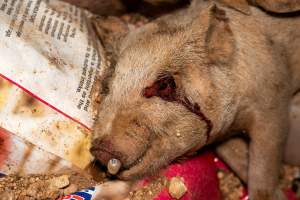 Dead pigs in a trench - Investigators discovered a large trench full of pig corpses and rubbish, in a clearing adjacent to Brownlow Piggery's grower site. - Captured at Brownlow Piggery - Grower Site, Brownlow SA Australia.