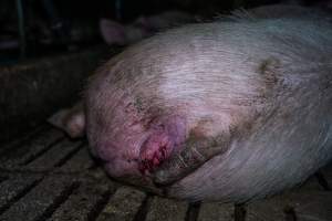 Sow with small prolapse - Captured at Brownlow Piggery - Breeder Site, Brownlow SA Australia.
