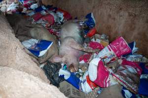Dead pigs in a trench - Investigators discovered a large trench full of pig corpses and rubbish, in a clearing adjacent to Brownlow Piggery's grower site. - Captured at Brownlow Piggery - Grower Site, Brownlow SA Australia.