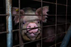 Sow's face through bars of group pen - Captured at Brownlow Piggery - Breeder Site, Brownlow SA Australia.