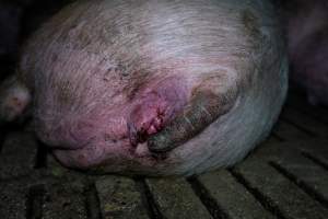 Sow with small prolapse - Captured at Brownlow Piggery - Breeder Site, Brownlow SA Australia.