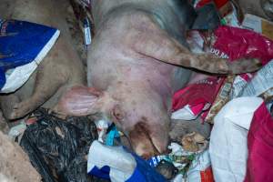 Dead pigs in a trench - Investigators discovered a large trench full of pig corpses and rubbish, in a clearing adjacent to Brownlow Piggery's grower site. - Captured at Brownlow Piggery - Grower Site, Brownlow SA Australia.