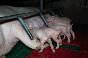 Piglets with cut tails, nursing from their mother - Captured at Brownlow Piggery - Breeder Site, Brownlow SA Australia.