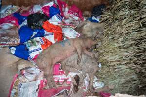 Dead pigs in a trench - Investigators discovered a large trench full of pig corpses and rubbish, in a clearing adjacent to Brownlow Piggery's grower site. - Captured at Brownlow Piggery - Grower Site, Brownlow SA Australia.