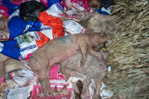 Dead pigs in a trench - Investigators discovered a large trench full of pig corpses and rubbish, in a clearing adjacent to Brownlow Piggery's grower site. - Captured at Brownlow Piggery - Grower Site, Brownlow SA Australia.