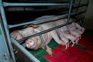 Sow nursing piglets in farrowing crate - Captured at Brownlow Piggery - Breeder Site, Brownlow SA Australia.