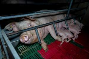 Sow nursing piglets in farrowing crate - Captured at Brownlow Piggery - Breeder Site, Brownlow SA Australia.