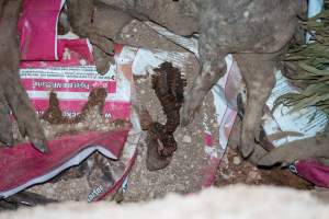 Dead pigs in a trench - Investigators discovered a large trench full of pig corpses and rubbish, in a clearing adjacent to Brownlow Piggery's grower site. - Captured at Brownlow Piggery - Grower Site, Brownlow SA Australia.