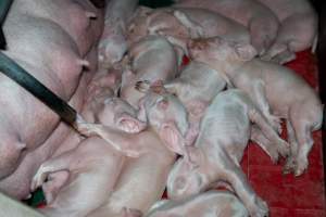 Sleeping piglets in farrowing crate - Captured at Brownlow Piggery - Breeder Site, Brownlow SA Australia.