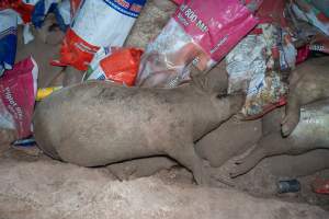 Dead pigs in a trench - Investigators discovered a large trench full of pig corpses and rubbish, in a clearing adjacent to Brownlow Piggery's grower site. - Captured at Brownlow Piggery - Grower Site, Brownlow SA Australia.