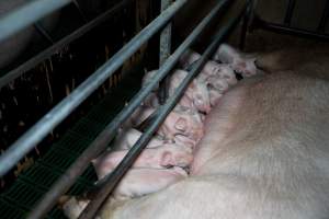 Sow nursing piglets in farrowing crate - Captured at Brownlow Piggery - Breeder Site, Brownlow SA Australia.