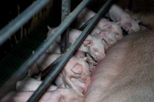 Sow nursing piglets in farrowing crate - Captured at Brownlow Piggery - Breeder Site, Brownlow SA Australia.