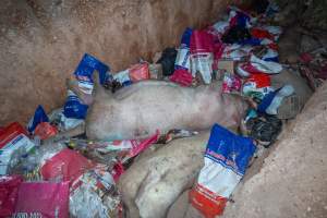 Dead pigs in a trench - Investigators discovered a large trench full of pig corpses and rubbish, in a clearing adjacent to Brownlow Piggery's grower site. - Captured at Brownlow Piggery - Grower Site, Brownlow SA Australia.