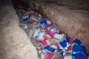 Dead pigs in a trench - Investigators discovered a large trench full of pig corpses and rubbish, in a clearing adjacent to Brownlow Piggery's grower site. - Captured at Brownlow Piggery - Grower Site, Brownlow SA Australia.