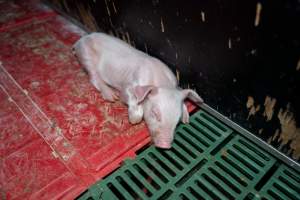 Sleeping piglet in farrowing crate - Captured at Brownlow Piggery - Breeder Site, Brownlow SA Australia.