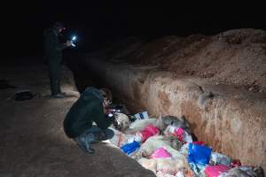 Dead pigs in a trench - Investigators discovered a large trench full of pig corpses and rubbish, in a clearing adjacent to Brownlow Piggery's grower site. - Captured at Brownlow Piggery - Grower Site, Brownlow SA Australia.