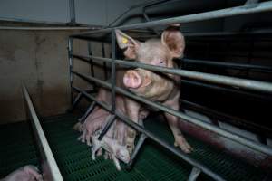 Sow standing above piglets in farrowing crate - Captured at Brownlow Piggery - Breeder Site, Brownlow SA Australia.
