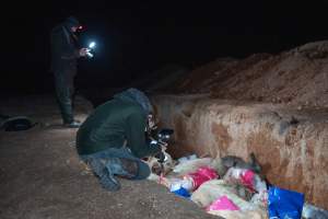 Dead pigs in a trench - Investigators discovered a large trench full of pig corpses and rubbish, in a clearing adjacent to Brownlow Piggery's grower site. - Captured at Brownlow Piggery - Grower Site, Brownlow SA Australia.