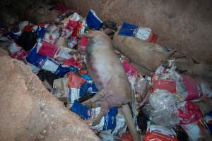 Dead pigs in a trench - Investigators discovered a large trench full of pig corpses and rubbish, in a clearing adjacent to Brownlow Piggery's grower site. - Captured at Brownlow Piggery - Grower Site, Brownlow SA Australia.