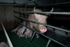 Sow standing above piglets in farrowing crate - Captured at Brownlow Piggery - Breeder Site, Brownlow SA Australia.