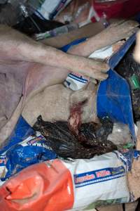 Dead pigs in a trench - Investigators discovered a large trench full of pig corpses and rubbish, in a clearing adjacent to Brownlow Piggery's grower site. - Captured at Brownlow Piggery - Grower Site, Brownlow SA Australia.