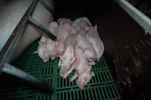 Piglets sleeping in farrowing crate - Captured at Brownlow Piggery - Breeder Site, Brownlow SA Australia.