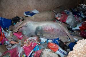 Dead pigs in a trench - Investigators discovered a large trench full of pig corpses and rubbish, in a clearing adjacent to Brownlow Piggery's grower site. - Captured at Brownlow Piggery - Grower Site, Brownlow SA Australia.