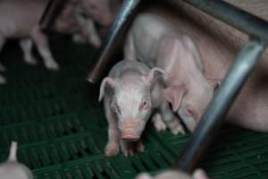 Piglets in farrowing crate - Captured at Brownlow Piggery - Breeder Site, Brownlow SA Australia.