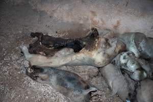 Dead pigs in a trench - Investigators discovered a large trench full of pig corpses and rubbish, in a clearing adjacent to Brownlow Piggery's grower site. - Captured at Brownlow Piggery - Grower Site, Brownlow SA Australia.