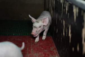 Piglet in farrowing crate, mouth open - Captured at Brownlow Piggery - Breeder Site, Brownlow SA Australia.