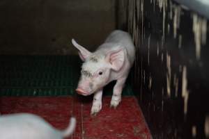 Piglet in farrowing crate, mouth open - Captured at Brownlow Piggery - Breeder Site, Brownlow SA Australia.