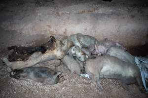 Dead pigs in a trench - Investigators discovered a large trench full of pig corpses and rubbish, in a clearing adjacent to Brownlow Piggery's grower site. - Captured at Brownlow Piggery - Grower Site, Brownlow SA Australia.