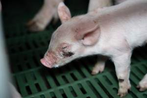 Piglet with facial wound in farrowing crate - Captured at Brownlow Piggery - Breeder Site, Brownlow SA Australia.