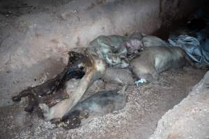 Dead pigs in a trench - Investigators discovered a large trench full of pig corpses and rubbish, in a clearing adjacent to Brownlow Piggery's grower site. - Captured at Brownlow Piggery - Grower Site, Brownlow SA Australia.