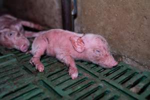Newborn piglet struggles to stay alive - Captured at Brownlow Piggery - Breeder Site, Brownlow SA Australia.