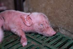 Newborn piglet struggles to stay alive - Captured at Brownlow Piggery - Breeder Site, Brownlow SA Australia.