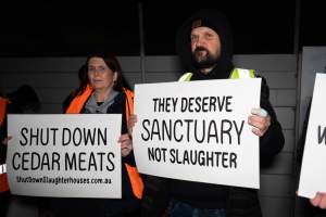 Cedar Meats Vigil - National Week Of Action 2025 - During the Shut Down Slaughterhouses Week of Action, we held a vigil outside of the Cedar Meats slaughterhouse in Brooklyn, Victoria.

During a two week investigation last year, our hidden cameras captured the handling and slaughter of animals, including newborn lambs and kids born in the holding pens of the slaughterhouse.

It was a Wednesday night when we gathered outside the slaughterhouse, holding signs and listening to music and speeches from investigators. We wanted to send a message to Cedar Meats, to let them know that we have not forgotten how they treat animals when they believe that no one is watching

We poured fake blood across their driveway as a visual reminder to everyone passing by, that animals arriving here are coming to their deaths. At the gates to the slaughterhouse, we each left a flower.

The images of animals whose deaths we have seen will haunt us forever, but we are determined to continue to fight in their name. - Captured at Cedar Meats, Brooklyn VIC Australia.