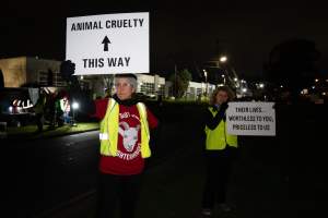 Cedar Meats Vigil - National Week Of Action 2025 - During the Shut Down Slaughterhouses Week of Action, we held a vigil outside of the Cedar Meats slaughterhouse in Brooklyn, Victoria.

During a two week investigation last year, our hidden cameras captured the handling and slaughter of animals, including newborn lambs and kids born in the holding pens of the slaughterhouse.

It was a Wednesday night when we gathered outside the slaughterhouse, holding signs and listening to music and speeches from investigators. We wanted to send a message to Cedar Meats, to let them know that we have not forgotten how they treat animals when they believe that no one is watching

We poured fake blood across their driveway as a visual reminder to everyone passing by, that animals arriving here are coming to their deaths. At the gates to the slaughterhouse, we each left a flower.

The images of animals whose deaths we have seen will haunt us forever, but we are determined to continue to fight in their name. - Captured at Cedar Meats, Brooklyn VIC Australia.
