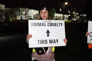 Cedar Meats Vigil - National Week Of Action 2025 - During the Shut Down Slaughterhouses Week of Action, we held a vigil outside of the Cedar Meats slaughterhouse in Brooklyn, Victoria.

During a two week investigation last year, our hidden cameras captured the handling and slaughter of animals, including newborn lambs and kids born in the holding pens of the slaughterhouse.

It was a Wednesday night when we gathered outside the slaughterhouse, holding signs and listening to music and speeches from investigators. We wanted to send a message to Cedar Meats, to let them know that we have not forgotten how they treat animals when they believe that no one is watching

We poured fake blood across their driveway as a visual reminder to everyone passing by, that animals arriving here are coming to their deaths. At the gates to the slaughterhouse, we each left a flower.

The images of animals whose deaths we have seen will haunt us forever, but we are determined to continue to fight in their name. - Captured at Cedar Meats, Brooklyn VIC Australia.