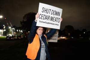 Cedar Meats Vigil - National Week Of Action 2025 - During the Shut Down Slaughterhouses Week of Action, we held a vigil outside of the Cedar Meats slaughterhouse in Brooklyn, Victoria.

During a two week investigation last year, our hidden cameras captured the handling and slaughter of animals, including newborn lambs and kids born in the holding pens of the slaughterhouse.

It was a Wednesday night when we gathered outside the slaughterhouse, holding signs and listening to music and speeches from investigators. We wanted to send a message to Cedar Meats, to let them know that we have not forgotten how they treat animals when they believe that no one is watching

We poured fake blood across their driveway as a visual reminder to everyone passing by, that animals arriving here are coming to their deaths. At the gates to the slaughterhouse, we each left a flower.

The images of animals whose deaths we have seen will haunt us forever, but we are determined to continue to fight in their name. - Captured at Cedar Meats, Brooklyn VIC Australia.