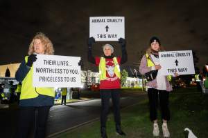 Cedar Meats Vigil - National Week Of Action 2025 - During the Shut Down Slaughterhouses Week of Action, we held a vigil outside of the Cedar Meats slaughterhouse in Brooklyn, Victoria.

During a two week investigation last year, our hidden cameras captured the handling and slaughter of animals, including newborn lambs and kids born in the holding pens of the slaughterhouse.

It was a Wednesday night when we gathered outside the slaughterhouse, holding signs and listening to music and speeches from investigators. We wanted to send a message to Cedar Meats, to let them know that we have not forgotten how they treat animals when they believe that no one is watching

We poured fake blood across their driveway as a visual reminder to everyone passing by, that animals arriving here are coming to their deaths. At the gates to the slaughterhouse, we each left a flower.

The images of animals whose deaths we have seen will haunt us forever, but we are determined to continue to fight in their name. - Captured at Cedar Meats, Brooklyn VIC Australia.