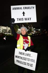 Cedar Meats Vigil - National Week Of Action 2025 - During the Shut Down Slaughterhouses Week of Action, we held a vigil outside of the Cedar Meats slaughterhouse in Brooklyn, Victoria.

During a two week investigation last year, our hidden cameras captured the handling and slaughter of animals, including newborn lambs and kids born in the holding pens of the slaughterhouse.

It was a Wednesday night when we gathered outside the slaughterhouse, holding signs and listening to music and speeches from investigators. We wanted to send a message to Cedar Meats, to let them know that we have not forgotten how they treat animals when they believe that no one is watching

We poured fake blood across their driveway as a visual reminder to everyone passing by, that animals arriving here are coming to their deaths. At the gates to the slaughterhouse, we each left a flower.

The images of animals whose deaths we have seen will haunt us forever, but we are determined to continue to fight in their name. - Captured at Cedar Meats, Brooklyn VIC Australia.