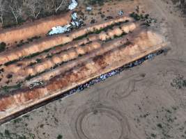 Trench of dead pigs, as seen from drone - Captured at Brownlow Piggery - Grower Site, Brownlow SA Australia.